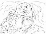 Otter Coloring Sea Pages Portrait Otters sketch template
