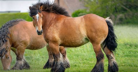 breathtaking draft horse breeds  long flowing manes