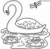 Swans Colouring sketch template