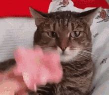 lol funny gif lol funny cat discover share gifs