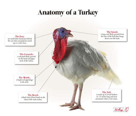 turkey facts minnesota turkey growers association