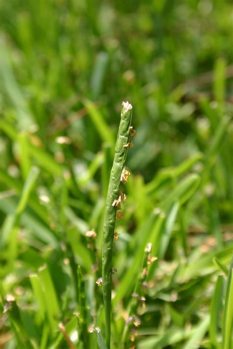 turfgrasses lawn grass identifying walter reeves  georgia