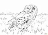 Owl Coloring Screech Pages Snowy Drawing Western Whet Saw Owls Printable Flight Cute Pokeball Color Eared Short Getdrawings Birds Getcolorings sketch template