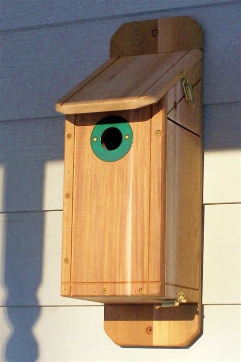 bird   bluebird bird house plans