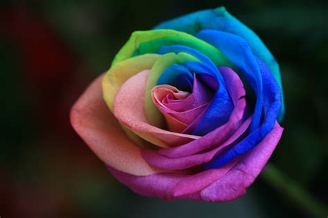 rainbow roses  extra special flowers   extra special people