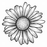 Daisy Gerber Drawing Flower Gerbera Getdrawings Vinyl sketch template