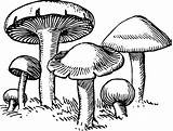 Mushroom Drawing Clip Clipart Mushrooms Vintage Drawings Vector Outline Buffer Graphic Decomposer Line Sketches Stock Vgosn Fairy Clipground Getdrawings Contains sketch template