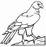 Falcon Coloring Bird Pages Peregrine Color Netart Drawing Birds Getcolorings Bir sketch template