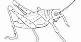 Locust Coloring Drawing Mantis Kids Praying Grasshopper Pages Printable Color Paintingvalley Getdrawings Getcolorings sketch template