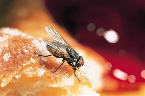 housefly description disease life cycle facts britannica