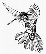 Hummingbird Drawing Line Outline Tattoo Bird Tribal Drawings Sketch Draw Tattoos Designs Flower Realistic Creative Getdrawings Pencil Outlines Illustration Visit sketch template