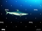 Afbeeldingsresultaten voor "carcharhinus Brachyurus". Grootte: 137 x 102. Bron: www.alamy.com