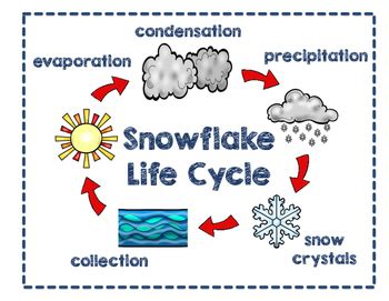snowflake life cycle  amy blackwell teachers pay teachers