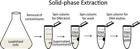 dna extraction methods  steps