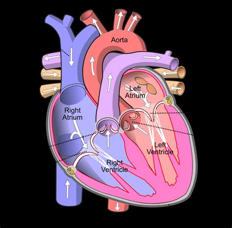 labelled heart