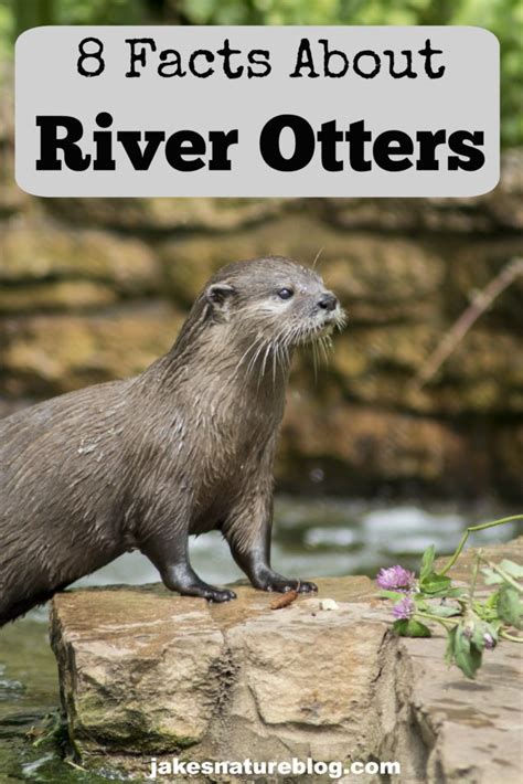 8 River Otter Facts Playful Mammals Jakes Nature Blog
