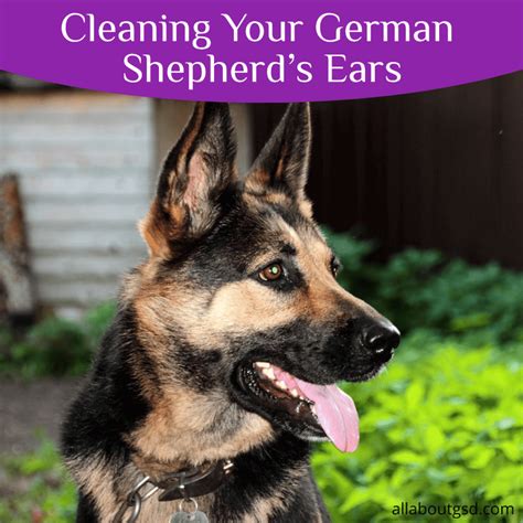 clean german shepherd ears entadvicenet