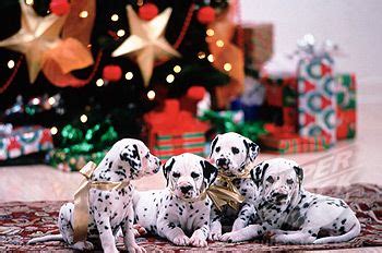 christmas dalmatian  dalmatian puppies  christmas stock