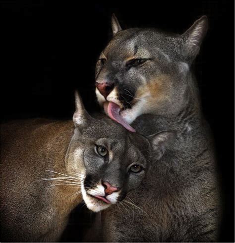 ~ cougars ~ cats