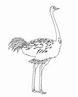 Ostrich Coloring Kids Print Pages Printable Getcolorings Pdf Open  sketch template