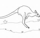 Wallaby Coloring Pages Jumping Printable Mammals Animals Categories sketch template