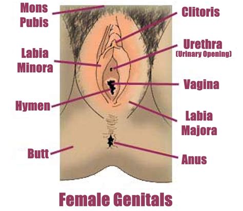 parts of women vagina babes