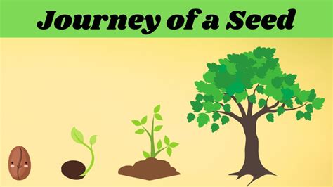 journey   seed ll  seed  tree ll seed germination youtube