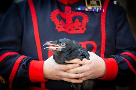 raven chicks hatch at the tower of london for first time in 30 years