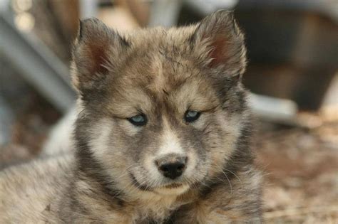 images   love wolves  pinterest eurasian wolf wolves
