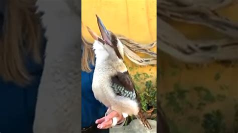 bird laugh youtube