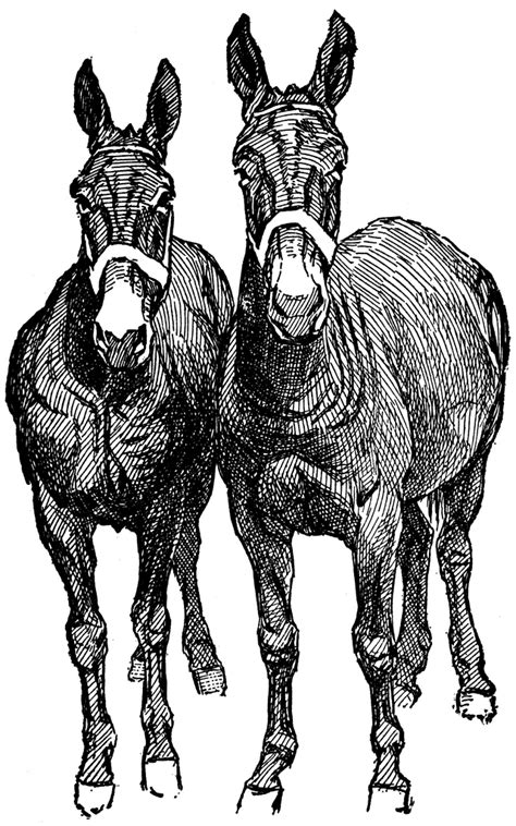 mule hinny clipart  mules animal animals artwork mules