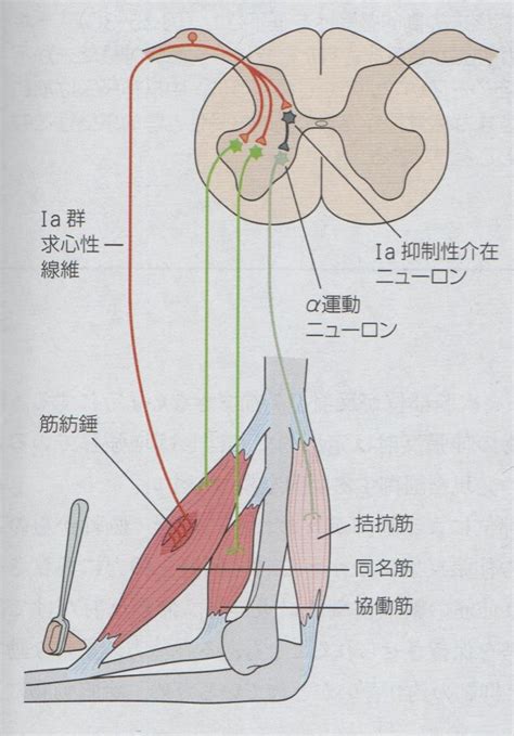 ゴルジ腱器官 Golgi Tendon Organ Japaneseclass Jp