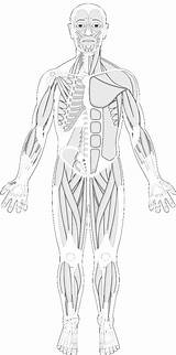 Coloring Human Anatomy Muscular Physiology sketch template