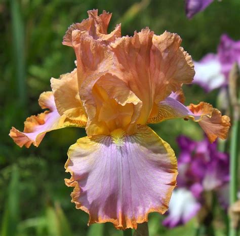 Afternoon Delight Iris Afternoon Delight Garden Plants