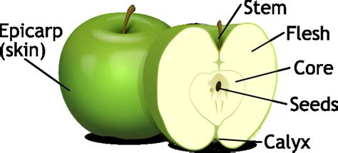diagram   apple
