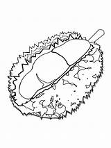 Durian Coloring Pages Fruits Recommended sketch template