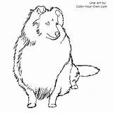 Coloring Shetland Sheepdog Pages Sheltie Dog Getcolorings Color Drawings sketch template