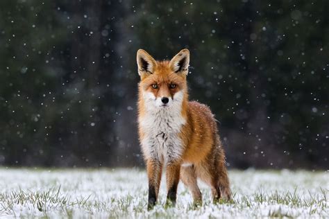 fuchs im schnee foto bild tiere wildlife saeugetiere bilder auf