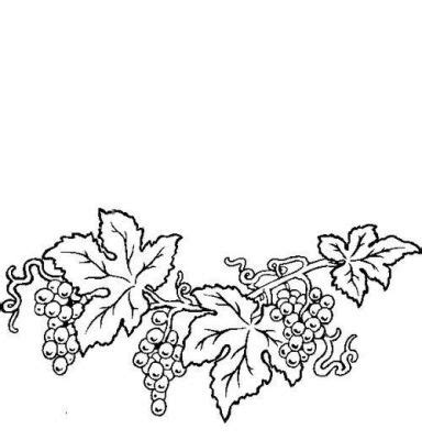 grape grapes vine grapevine fruit lineart illustration grape