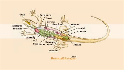 anatomi kadal sinau