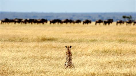 serengeti safari serengeti national park tanzania odyssey