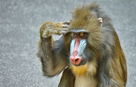 mich laust der affe foto bild tiere zoo wildpark falknerei