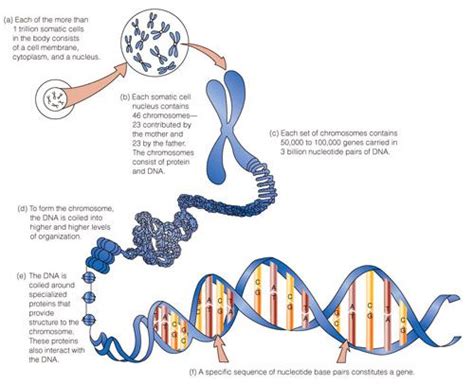 This Chromosome Model Is Very Helpful In Explaining Dna