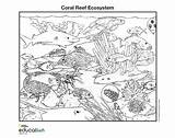 Ecosystem Nationalgeographic Society Biome Habitat Drawing Underwater sketch template