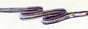 Afbeeldingsresultaten voor "cynoponticus Ferox". Grootte: 300 x 89. Bron: www.fotolia.com
