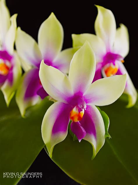 Rare Orchid Photographs Cebolla Fine Flowers