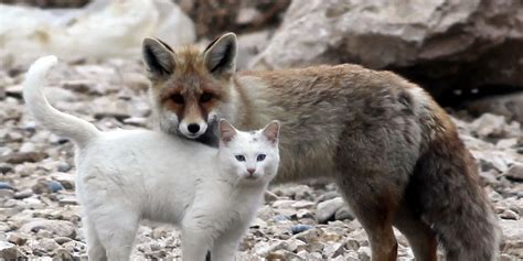 Somewhere In Turkey A Wild Cat And A Fox Are Best Friends
