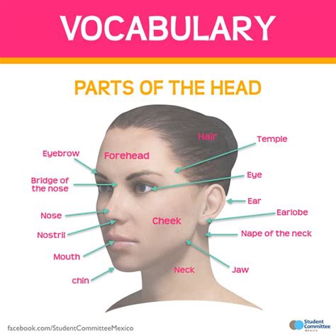 parts   head vocabulary learn english learn english vocabulary