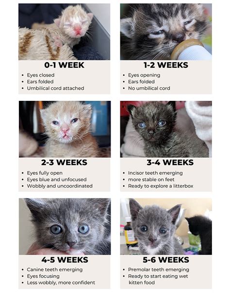 ages of kittens with pictures citrontrend