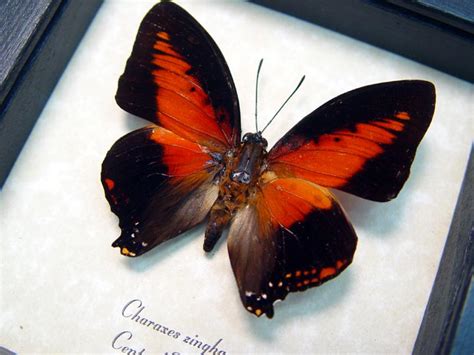 charaxes zingha shining red charaxes real framed african butterfly